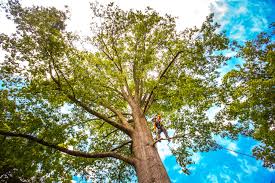 Best Fruit Tree Pruning  in Winchester, CA