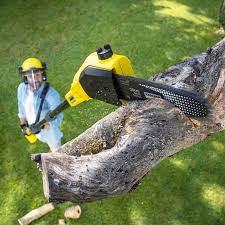 Best Lawn Disease Treatment  in Winchester, CA