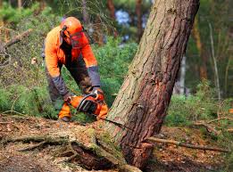 Best Tree Maintenance Programs  in Winchester, CA