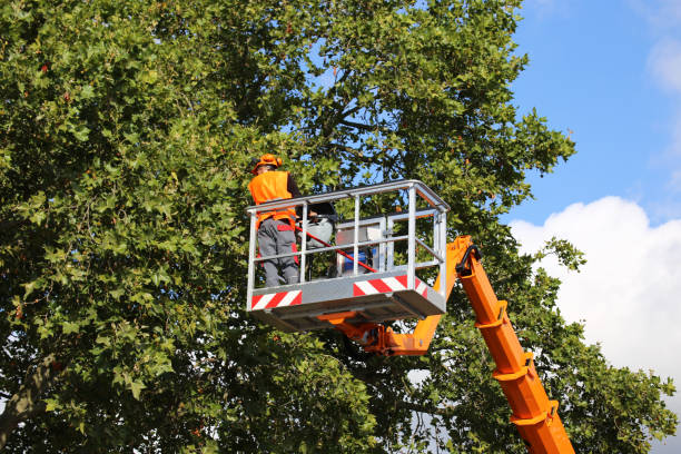 Best Tree Disease Treatment  in Winchester, CA