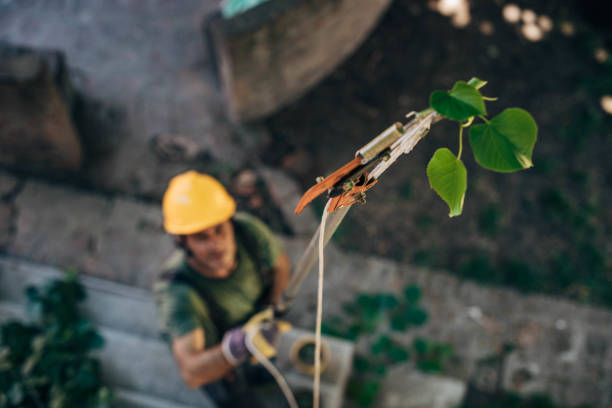  Winchester, CA Tree Removal Pros
