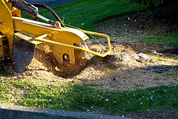 Best Root Management and Removal  in Winchester, CA