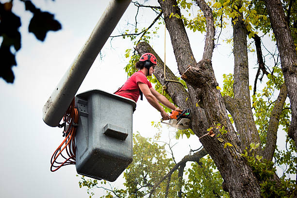 How Our Tree Care Process Works  in  Winchester, CA